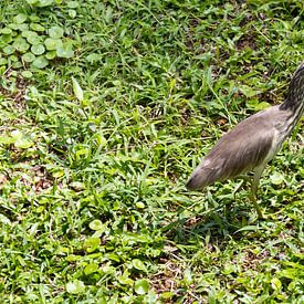 The Yellow Bittern a beautiful bird by Rijk van de Kaa