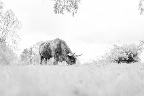 Highlander écossais blanc