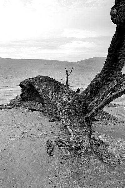 Dood hout in Deathvlei Namibië van Jan van Reij