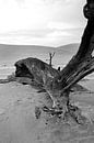 Dood hout in Deathvlei Namibië van Jan van Reij thumbnail