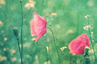 Retro Mohn Crossing
