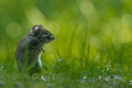 Woelmuis by Peter Lambrichs