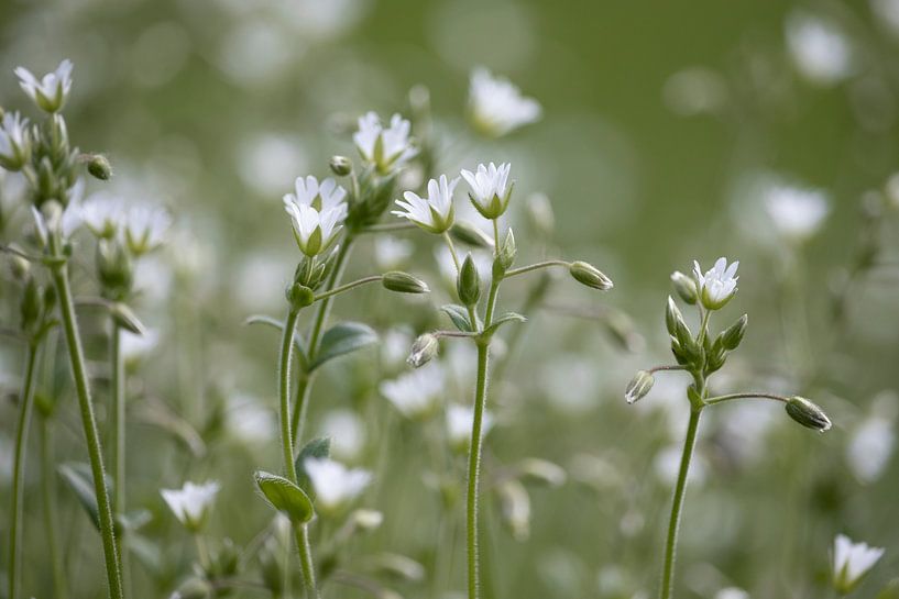 Schöne Sternmiere, Weiße Blüten von Imladris Images