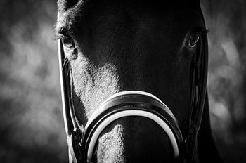 Dark Horse
