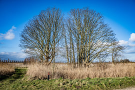 The Dordrecht Biesbosch is well worth a visit