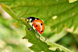 Little red bug, oh so cute. Here's a black spot for you suit.. sur M de vries