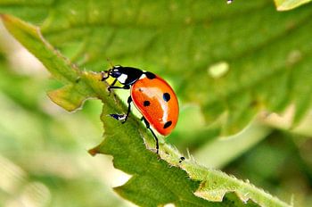 Little red bug, oh so cute. Here's a black spot for you suit..