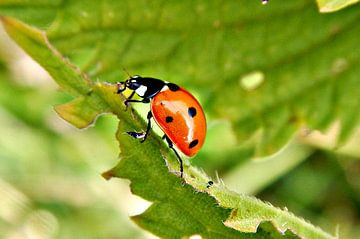 Little red bug, oh so cute. Here's a black spot for you suit.. by M de vries