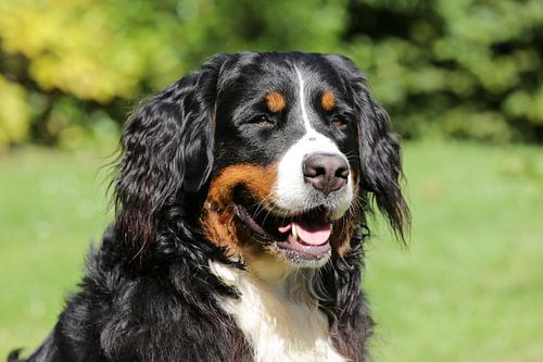 Close-up van Bernersennenhond, Huisdierportret