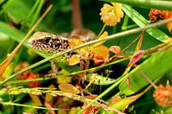 Salamander in het gras von Assia Hiemstra Miniaturansicht