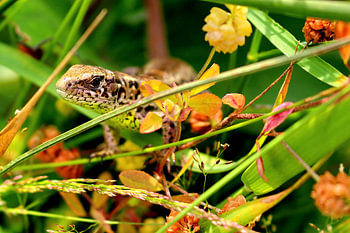 Salamander in het gras