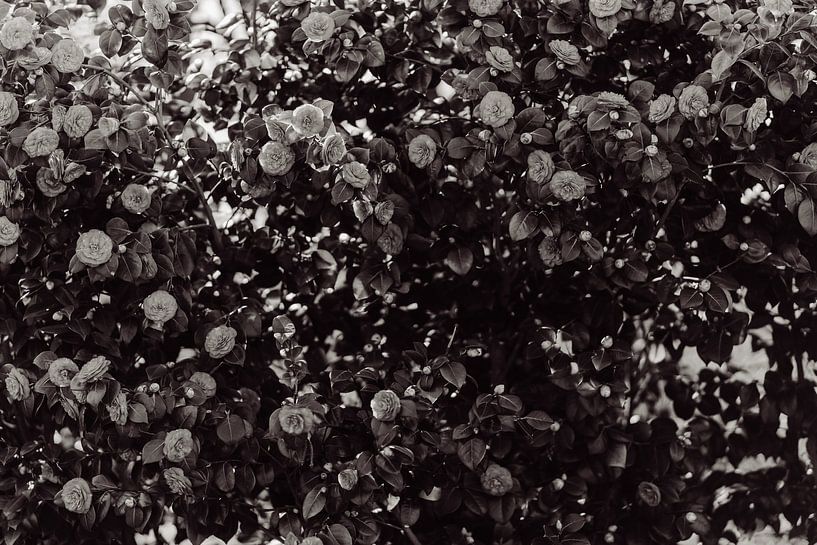 Blumen von Myrthe Vlasveld
