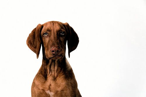 Vizsla