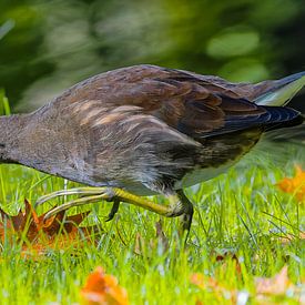 Poule d'eau à pattes vertes sur Detlef Schöler Fotografie