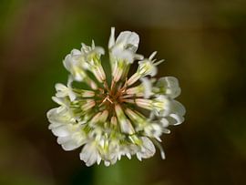 Centerfold von QEIMOY