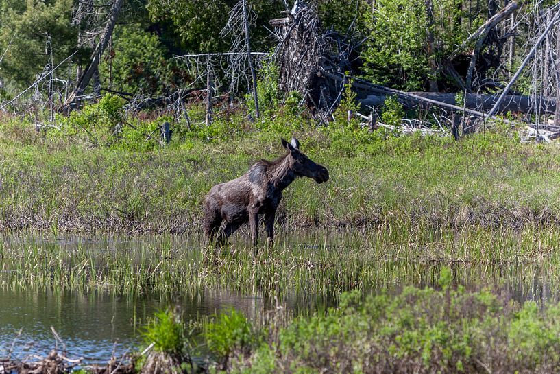 Grazende jonge eland in Canada van Stephan Neven