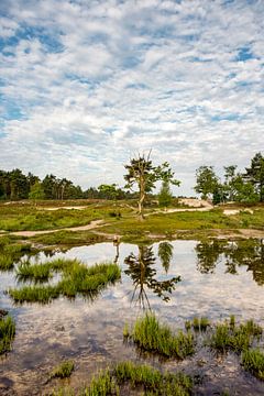 Brunssummerheide van Joep Deumes