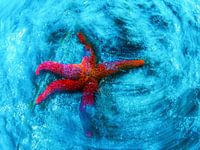 artful starfish in blue