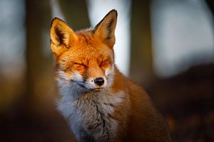 fox portrait