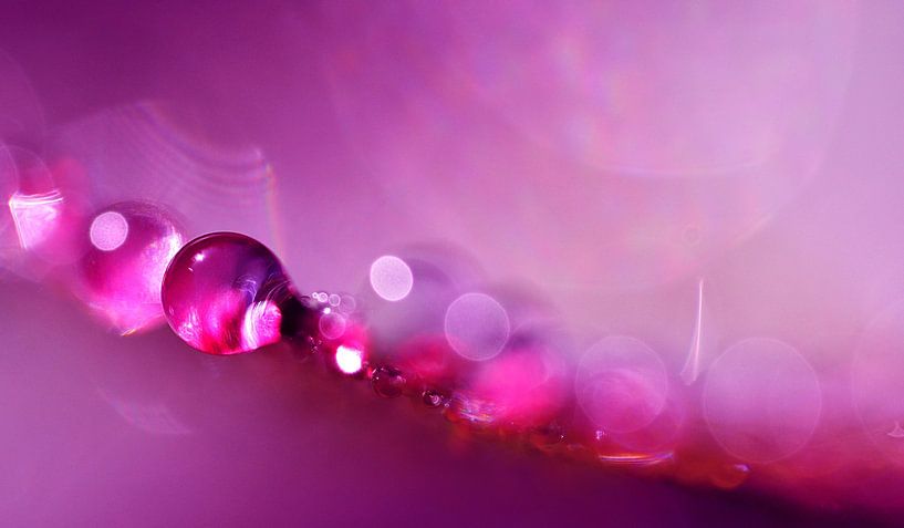 Drop Kunst Rosa von Jessica Berendsen