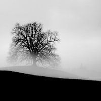 Baum im Dunst