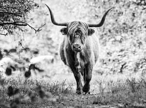 Highlander écossais