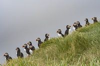 Puffins in a row