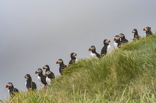Papegaaiduikers op een rij