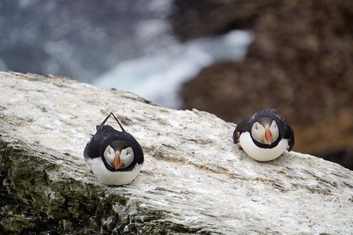Papegaaiduikers op het eiland Skellig Michael in Ierland