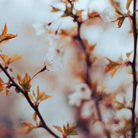 Soothing Spring Blossom by Martijn Tilroe