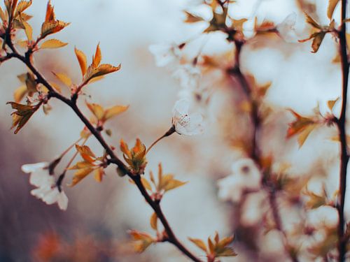 Rustgevende Lente Bloesem