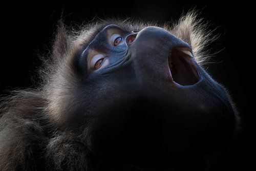 Foto van een gelada geeuw met donkere achtergrond