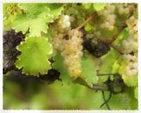Rieslingtrauben