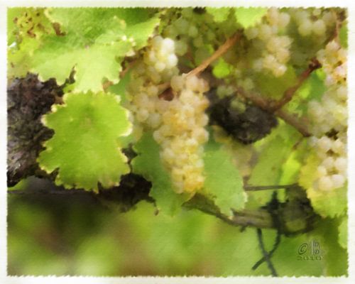Rieslingtrauben