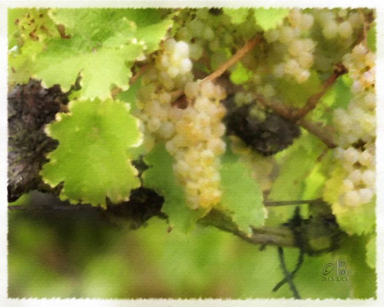 Rieslingtrauben by Dieter Ettingshaus