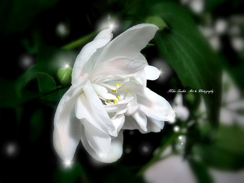 graceful moment