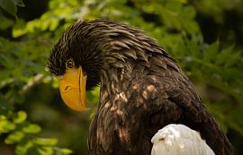 Stellerscher Seeadler. von Wouter Van der Zwan