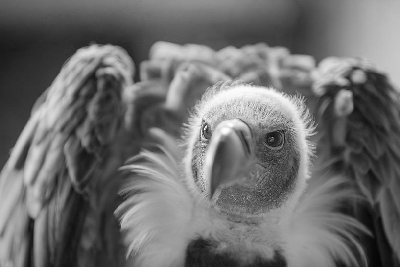 Greedy vulture b/w by | A. V. T. | photography