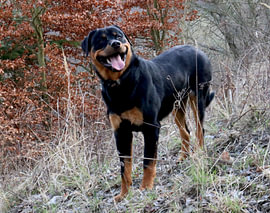 Charlie the Rottweiler III by Helmut Martin - The Art of Stone - Steinkunst & Photographie
