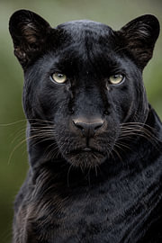 Midnight Majesty – Fine Art Black Panther Portrait