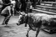 Stierengevecht van Arie-Jan Eelman thumbnail