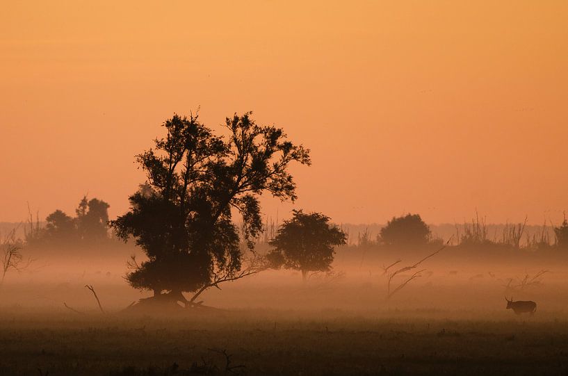Sunrise at Oostvaardersplassen by René Vos