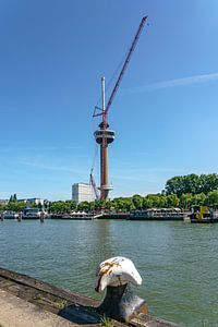 Terex Demag CC3800 Hebekran neben dem Euromast.
