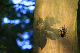 A stag beetle on the bark of an oak tree in a deciduous forest, Baden-Württemberg, Germany