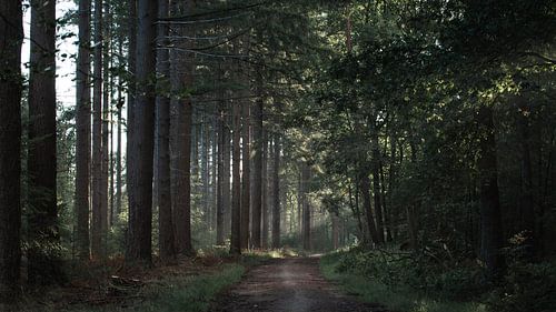 Sonnenstrahl im Wald von maarten snoek