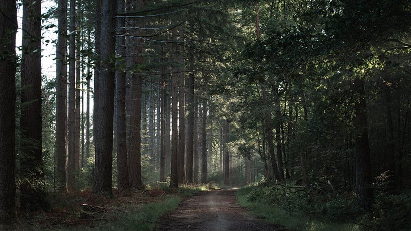 sunbeam in the forest by maarten snoek