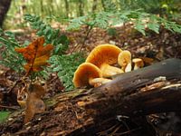 Les champignons dans la forêt