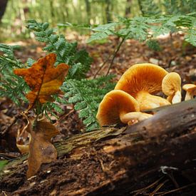 Pilze im Wald von Marjanne van der Linden