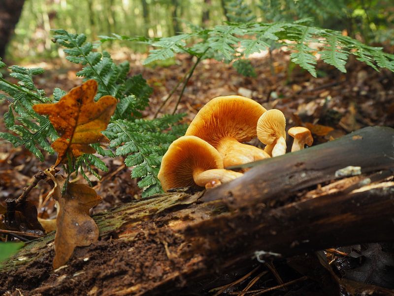 Les champignons dans la forêt par Marjanne van der Linden