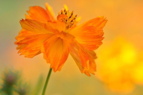 Warm oranje V van Bianca Dekkers-van Uden